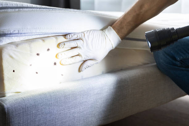 Best Affordable Exterminators  in Eudora, KS